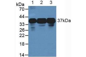 Figure. (HNRNPA2B1 抗体  (AA 21-103))
