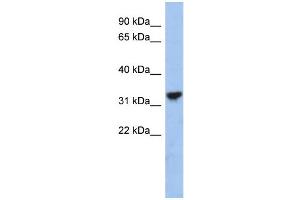 WB Suggested Anti-CYC1 Antibody Titration: 0. (Cytochrome C1 抗体  (Middle Region))