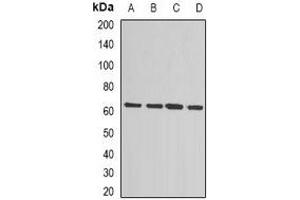 Western blot analysis of MSMB expression in HepG2 (A), Jurkat (B), MCF7 (C), mouse liver (D) whole cell lysates.