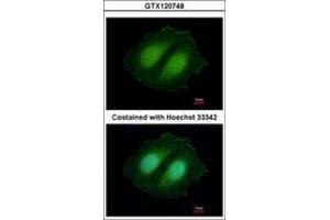 Image no. 1 for anti-COBW Domain Containing 1 (CBWD1) (AA 131-395) antibody (ABIN1497113) (CBWD1 抗体  (AA 131-395))