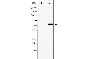 Western blot analysis of FOXO4 phosphorylation expression in EGF treated HuvEc whole cell lysates,The lane on the left is treated with the antigen-specific peptide. (FOXO4 抗体  (pThr451))