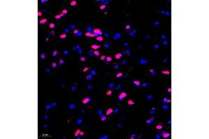 Immunofluorescence of paraffin embedded mouse spinal cord using HRP3 (ABIN7074198) at dilution of 1:2000 (400x lens) (HDGFRP3 抗体)