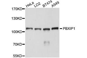 Western blot analysis of extracts of various cell lines, using PBXIP1 antibody (ABIN5996238) at 1/1000 dilution. (PBXIP1 抗体)