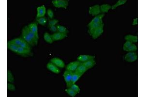 Immunofluorescence (IF) image for anti-Ferritin, Light Polypeptide (FTL) (AA 2-175) antibody (ABIN7152720)