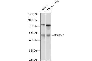Western blot analysis of extracts of various cell lines, using PDLIM7 antibody (ABIN7269197) at 1:1000 dilution. (PDLIM7 抗体  (AA 90-190))