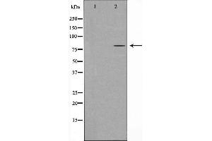 Western blot analysis of extracts from HepG2 cells, using HMMR antibody.
