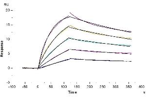Surface Plasmon Resonance (SPR) image for Interleukin 23 Receptor (IL23R) (AA 24-374) protein (His tag) (ABIN7275041)