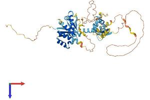 AlphaFold protein structure predicition of Human Recombinant NOVA2 Protein, UniprotID Q9UNW9