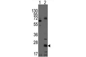 Image no. 1 for anti-CD9 (CD9) (N-Term) antibody (ABIN5552040) (CD9 抗体  (N-Term))