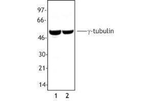 Western Blotting (WB) image for anti-Tubulin, gamma (TUBG) antibody (ABIN2666216) (gamma Tubulin 抗体)