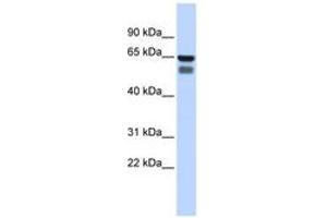 Image no. 1 for anti-UDP-N-Acetyl-alpha-D-Galactosamine:polypeptide N-Acetylgalactosaminyltransferase 4 (GalNAc-T4) (GALNT4) (AA 360-409) antibody (ABIN6743373) (GALNT4 抗体  (AA 360-409))