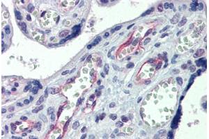 Human Placenta: Formalin-Fixed, Paraffin-Embedded (FFPE) (Claudin 23 抗体  (AA 221-270))