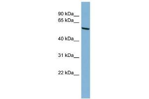 Western Blotting (WB) image for anti-Cytochrome P450, Family 2, Subfamily C, Polypeptide 18 (CYP2C18) (N-Term) antibody (ABIN633982)