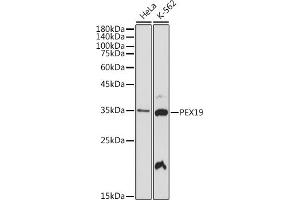 Western blot analysis of extracts of various cell lines, using PEX19 antibody (ABIN7269247) at 1:1000 dilution. (PEX19 抗体)