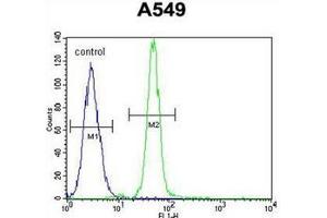 Flow cytometric analysis of A549 cells using Heme oxygenase 1 / HMOX1 Antibody (Center) Cat.