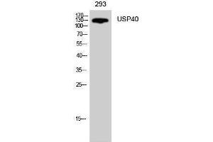 Western Blotting (WB) image for anti-Ubiquitin Specific Peptidase 40 (USP40) (Internal Region) antibody (ABIN3187434)