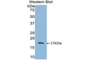 Western Blotting (WB) image for anti-Vascular Endothelial Growth Factor B (VEGFB) (AA 21-137) antibody (ABIN3209179) (VEGFB 抗体  (AA 21-137))