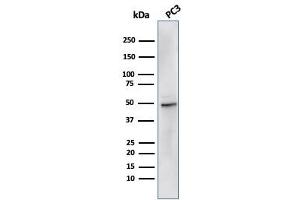 Western Blot Analysis of PC3 cell lysate using ODC-1 Recombinant Mouse Monoclonal Antibody (rODC1/485). (Recombinant ODC1 抗体)