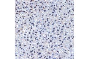 Immunohistochemistry of paraffin-embedded mouse liver using CDC40 Rabbit mAb (ABIN7266255) at dilution of 1:100 (40x lens). (CDC40 抗体)
