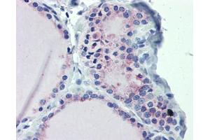 Anti-GNAS antibody IHC staining of human thyroid.
