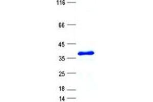 Validation with Western Blot (EIF3G Protein (His tag))