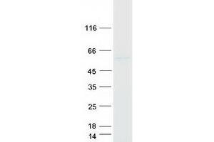 Validation with Western Blot (BBS4 Protein (Myc-DYKDDDDK Tag))