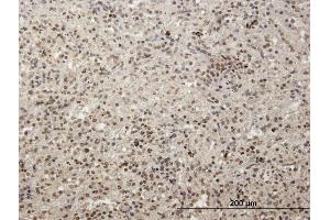 Immunoperoxidase of purified MaxPab antibody to MCRS1 on formalin-fixed paraffin-embedded human spleen. (MCRS1 抗体  (AA 1-462))