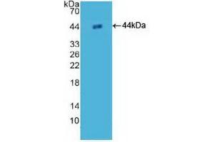 Detection of Recombinant H2AFZ, Human using Polyclonal Antibody to H2A Histone Family, Member Z (H2AFZ) (H2AFZ 抗体  (AA 2-128))