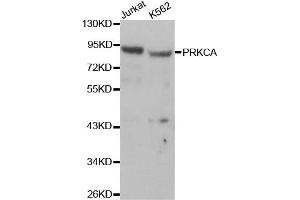 Western blot analysis of extracts of Jurkat and K562 cells, using PRKCA antibody. (PKC alpha 抗体  (C-Term))