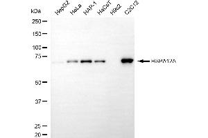 anti-Heat Shock 70kDa Protein 12A (HSPA12A) antibody