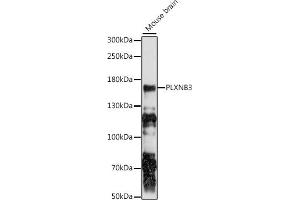 Western blot analysis of extracts of mouse brain, using PLXNB3 antibody (ABIN7269425) at 1:1000 dilution. (Plexin B3 抗体  (AA 1050-1250))