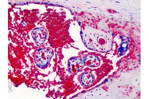 Anti-A2M / Alpha-2-Macroglobulin antibody IHC of human placenta. (alpha 2 Macroglobulin 抗体)