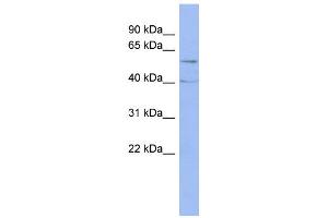 WB Suggested Anti-PPP2R5C Antibody Titration: 0. (PPP2R5C 抗体  (Middle Region))