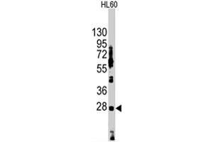 Western blot analysis of HES1 polyclonal antibody  in HL-60 cell lysate (35 ug/lane). (HES1 抗体  (N-Term))