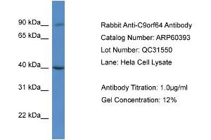 Western Blotting (WB) image for anti-Chromosome 9 Open Reading Frame 64 (C9orf64) (C-Term) antibody (ABIN2788433) (C9orf64 抗体  (C-Term))