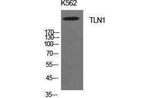 Western Blotting (WB) image for anti-Talin 1 (TLN1) (Internal Region) antibody (ABIN3181429) (TLN1 抗体  (Internal Region))