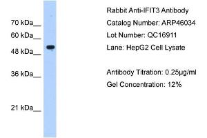 IFIT3 antibody used at 0. (IFIT3 抗体  (N-Term))