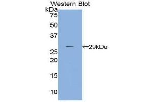 Western Blotting (WB) image for anti-Matrix Metallopeptidase 24 (Membrane-inserted) (MMP24) (AA 429-642) antibody (ABIN1859852) (MMP24 抗体  (AA 429-642))
