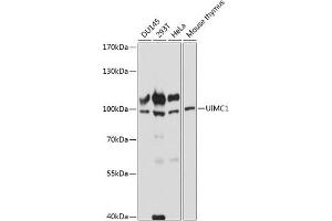 Western blot analysis of extracts of various cell lines, using UIMC1 antibody (ABIN7271136) at 1:3000 dilution. (UIMC1 抗体  (AA 449-719))