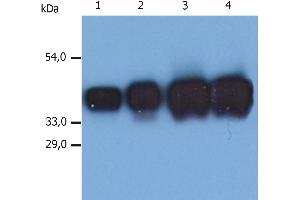 Western Blotting analysis (reducing conditions) of whole cell lysate of MCF-7 human breast adenocarcinoma cell line. (Cytokeratin 19 抗体  (Biotin))