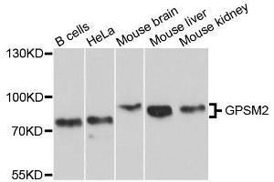 Western blot analysis of extracts of various cell lines, using GPSM2 antibody. (GPSM2 抗体  (AA 380-490))