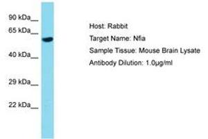 Image no. 1 for anti-Nuclear Factor I/A (NFIA) (AA 201-250) antibody (ABIN6750238) (NFIA 抗体  (AA 201-250))