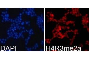 Immunofluorescence analysis of 293T cell using H4R3me2a antibody. (Histone 3 抗体  (2meArg3 (asymetric)))