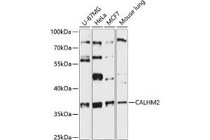 Western blot analysis of extracts of various cell lines, using C antibody (ABIN6131487, ABIN6137870, ABIN6137871 and ABIN6216831) at 1:3000 dilution. (CALHM2 抗体  (AA 1-323))
