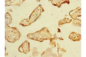 Immunohistochemistry of paraffin-embedded human placenta tissue using ABIN7161555 at dilution of 1:100 (NHLRC2 抗体  (AA 1-367))