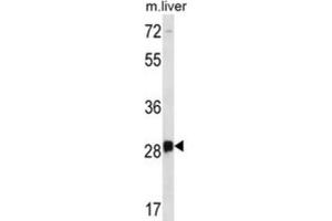 Western Blotting (WB) image for anti-Dorsal Root Ganglia Homeobox (DRGX) antibody (ABIN2996749) (DRGX 抗体)