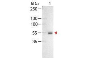 Western Blot of Chicken anti-Human IgG Antibody Alkaline Phosphatase Conjugated Lane 1: Human IgG Load: 100 ng per lane Secondary antibody: Human IgG (H&L) Antibody Alkaline Phosphatase Conjugated at 1:1,000 for 60 min at RT Block: ABIN925618 for 30 min at RT Predicted/Observed size: 55 and 28 kDa, 55 kDa (小鸡 anti-人 IgG (Heavy & Light Chain) Antibody (Alkaline Phosphatase (AP)) - Preadsorbed)