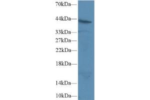 Western Blot; Sample: Human Jurkat cell lysate; Primary Ab: 2µg/ml Rabbit Anti-Rat FAS Antibody Second Ab: 0. (FAS 抗体  (AA 21-170))