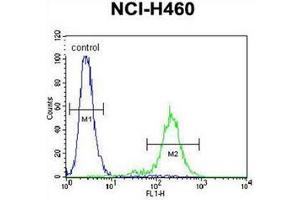 Flow cytometric analysis of NCI-H460 cells using SLCO4C1 / OATP4C1 Antibody (C-term) Cat.