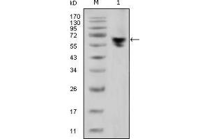 Western blot analysis using human IgG (Fc specific) mouse mAb against human serum (1). (小鼠 anti-人 IgG (Fc Region) Antibody)